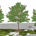 Three Arbor Trees With Red Fruits Green Leaves On Grass And White Stone Ground