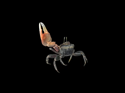 Black Bodied Reptile With Red Brown Claws On Isolated Black Background 3d model