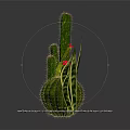 Various Cactus And Succulent Plants Display On Sandy Surface With Decorative Arrangement