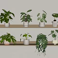 Various Green Leaf Potted Plants Arranged On Wooden Shelves With White Pots