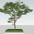 Tree Pit Design With Lush Tree Green Grass And Solid Concrete Base