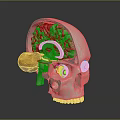 Skull Model Showing Brain Structure Eyeball And Ear Anatomical Details 3d model