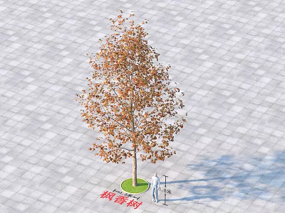 Tall Autumn Sweetgum Tree with Brown Leaves on Gray Brick Pavement and Person Below 3d model