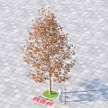 Tall Autumn Sweetgum Tree with Brown Leaves on Gray Brick Pavement and Person Below
