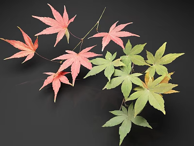 Vibrant Red and Green Maple Leaves on Branches Against Dark Background 3d model