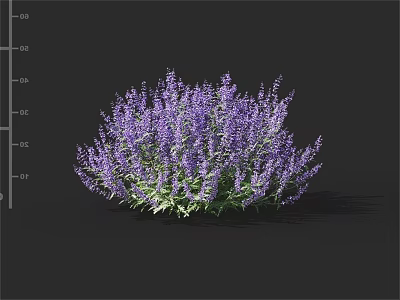 Blooming Purple Lavender Bush With Lush Green Leaves In Garden 3d model