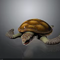 Realistic Sea Turtle With Orange Brown Shell White Brown Limbs And Head Against Dark Background