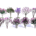 Various Types of Flowering Trees with Colorful Blooms and Different Shapes