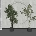 Stylish Potted Bonsai Plants with Lush Foliage in Metal Planters and Minimalist White Room