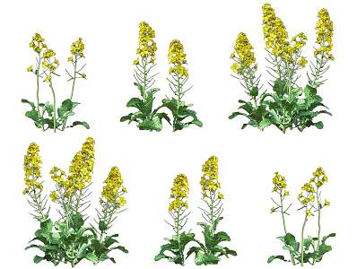 rape flower rapeseed crop plant rapeseed cauliflower economic crop rape flower shrub green plant combination 3d model