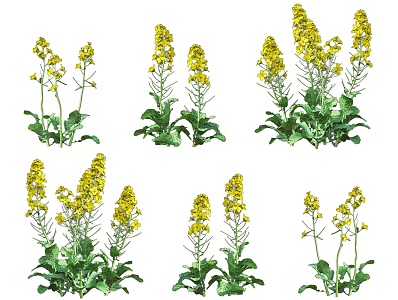 rape flower rapeseed crop plant rapeseed cauliflower economic crop rape flower shrub green plant combination 3d model