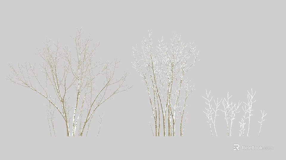 Tall Arbor Trees With Slender Branches And Various Heights In Natural Landscape 3d model 