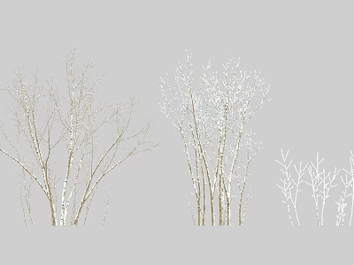 Tall Arbor Trees With Slender Branches And Various Heights In Natural Landscape 3d model