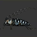 Detailed Close Up Of Long Horned Beetle With Black White Spots And Metallic Shine
