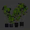Four Green Potted Plants of Different Heights with Various Colored Pots on Dark Background