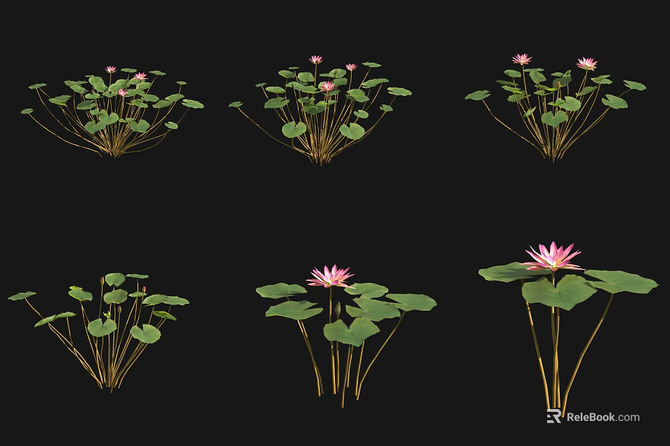 Aquatic Plants Lotus Flowers With Green Lily Pads And Pink Blooms In Water Garden 3d model 