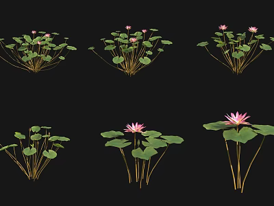 Aquatic Plants Lotus Flowers With Green Lily Pads And Pink Blooms In Water Garden 3d model