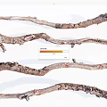 Rustic Wood Branches And Natural Stone For Decorative Design Projects 3d model