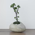 Small Bonsai Plant With Green Leaves In Natural Stone Shaped Pot On Wooden Table
