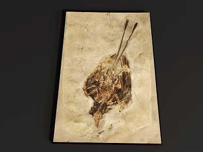 Prehistoric Flying Animal Fossil Well Preserved With Detailed Skeleton And Feathers 3d model