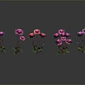 Vibrant Flowering Plants With Pink Red Blooms Green Leaves Stems And Reflections On Dark Background