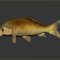 Artistic Metallic Fish Sculpture With Shiny Golden Surface And Abstract Design