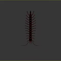 Red Centipede 3D Model With Segmented Body And Long Legs On Gray Background 3d model