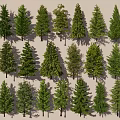 Collection of Various Green Arbor Trees with Diverse Foliage and Shapes