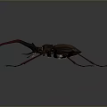 3D Rendered Beetle With Long Red Antennae And Metallic Dark Body
