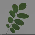 Fresh Green Leaf with Multiple Oval Shaped Leaves on Light Background and Blue Shadows 3d model