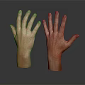 Detailed Hand Organ 3D Model Showing Anatomical Structure And Skin Texture Features