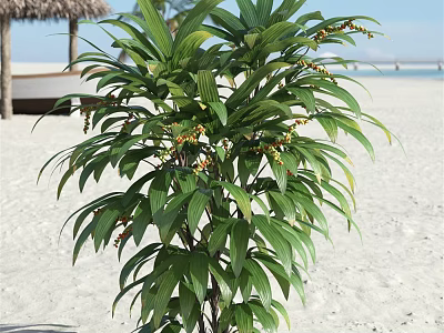Green Leafy Arbor With Yellow Berries Growing On Sandy Beach By Thatch Roof And Boat 3d model