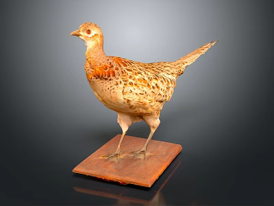 Taxidermy Pheasant Bird Standing on Wooden Base with Natural Feather Details 3d model