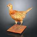 Taxidermy Pheasant Bird Standing on Wooden Base with Natural Feather Details