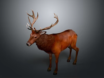 Majestic Brown Deer With Large Antlers Standing On Gray Background 3d model