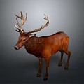 Majestic Brown Deer With Large Antlers Standing On Gray Background