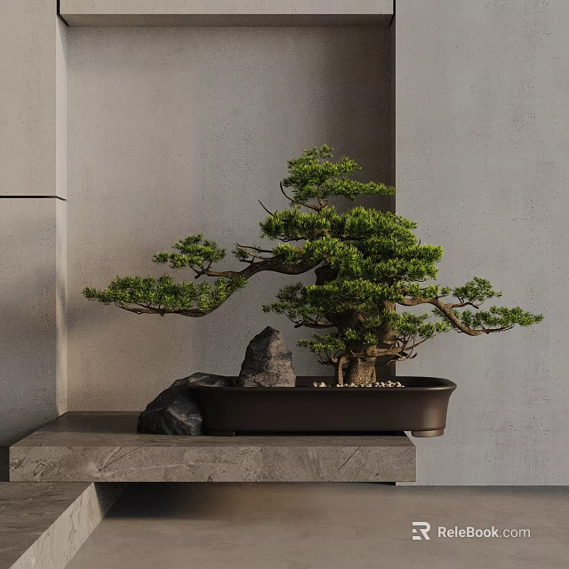 Bonsai Plant With Green Foliage On Dark Pot Near Stones Against Gray Wall 3d model 