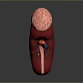 Medical Device 3D Anatomical Kidney Model for Medical Education Detailed Structure