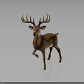 Brown Deer With Large Antlers Standing On Simple Gray Background
