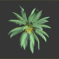 Green Palm Plant With Lush Green Leaves And Yellow Center In 3D Rendering