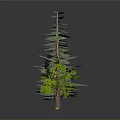 Different Types of Green Trees with Various Heights on Dark Reflective Surface Against Gray Background
