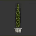 Green Tall Cypress Plant in White Hexagonal Pot with Grey Background