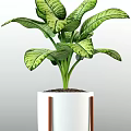 Indoor Potted Plants With Large Green Leaves Red Spikes And White Black Gray Decorative Pots