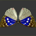 Vibrant Game Movie Character With Blue Yellow Wings And White Spots In 3D Render Design