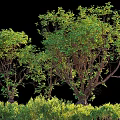 Lush Green Shrubs With Dense Foliage Enhancing Outdoor Garden Landscape