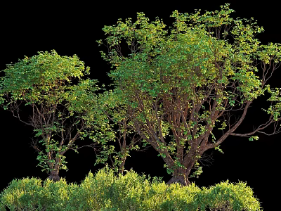 Lush Green Shrubs With Dense Foliage Enhancing Outdoor Garden Landscape 3d model