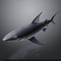 Striped Tiger Shark With Sharp Teeth And Gray Blue Skin In Dark Background