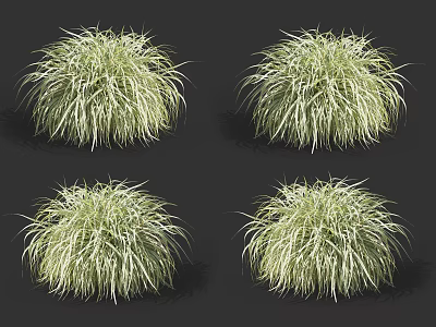 Decorative Clumping Grasses with Light Green White Striped Foliage in Fluffy Rounded Shape 3d model