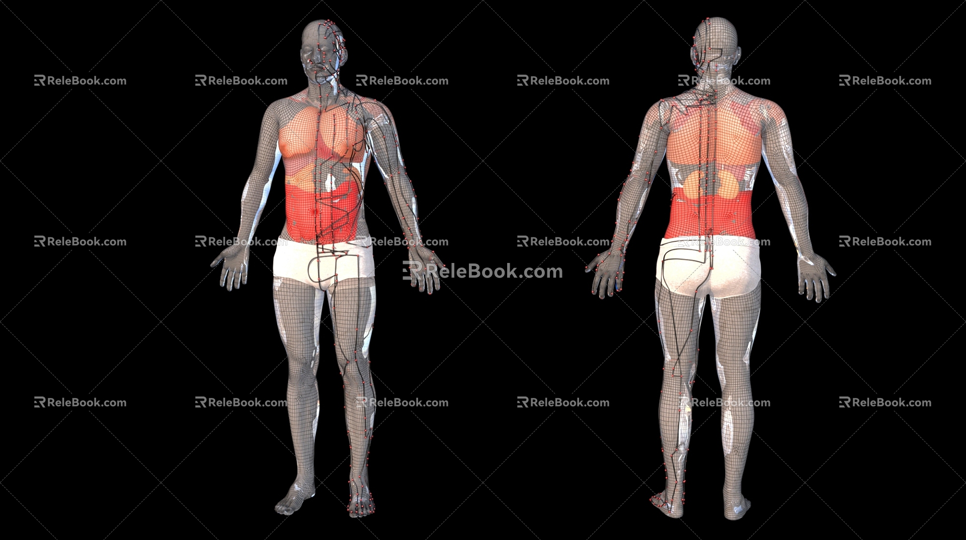 Medical Human Body Acupoints Human Organ Location 3d model