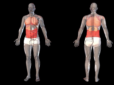 Medical Human Body Acupoints Human Organ Location 3d model